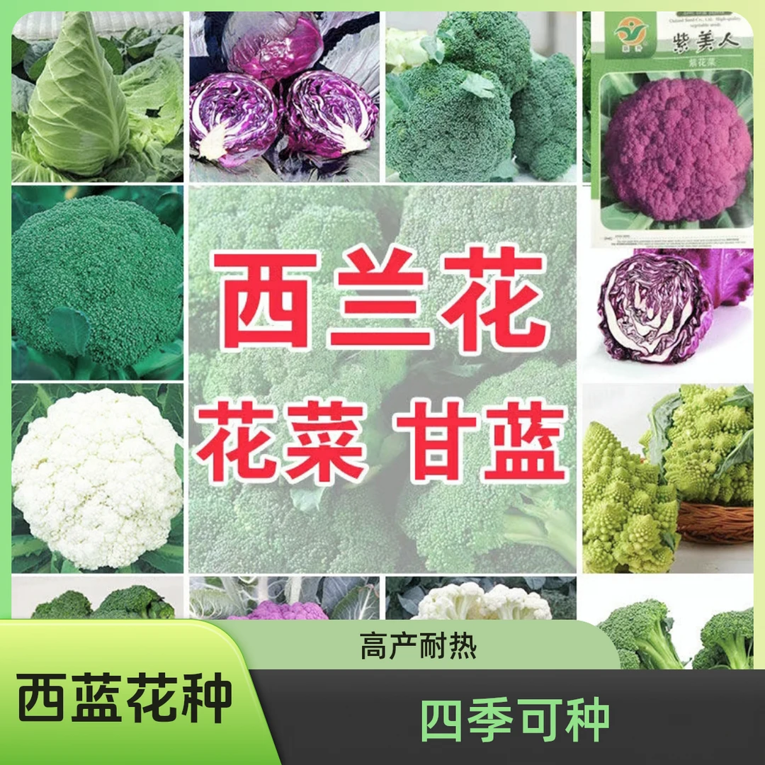 【西蓝花大全】西兰苔种子西兰花种子芥蓝芥兰菜心种子四季蔬菜种子