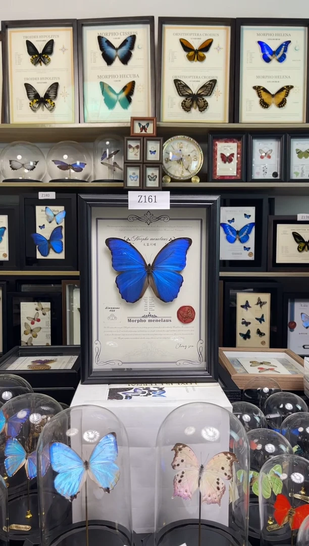 大蓝闪蝶-A4虫逢艺术款Z161