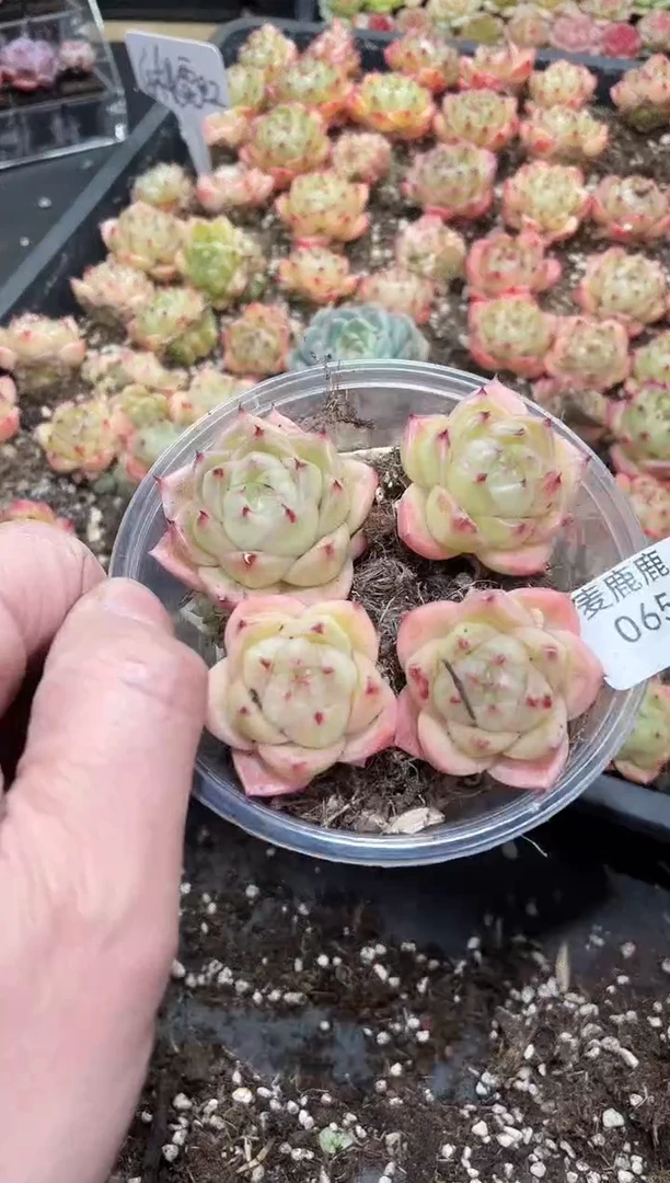 065白桃霓虹     量拍