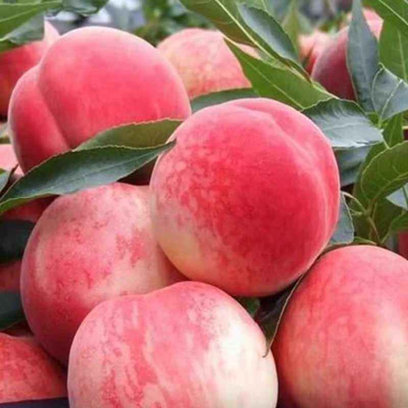 【树熟可剥皮】正宗北京7号（鲜甜爆汁）水蜜桃1份 新鲜采摘（称斤售卖）甘肃省