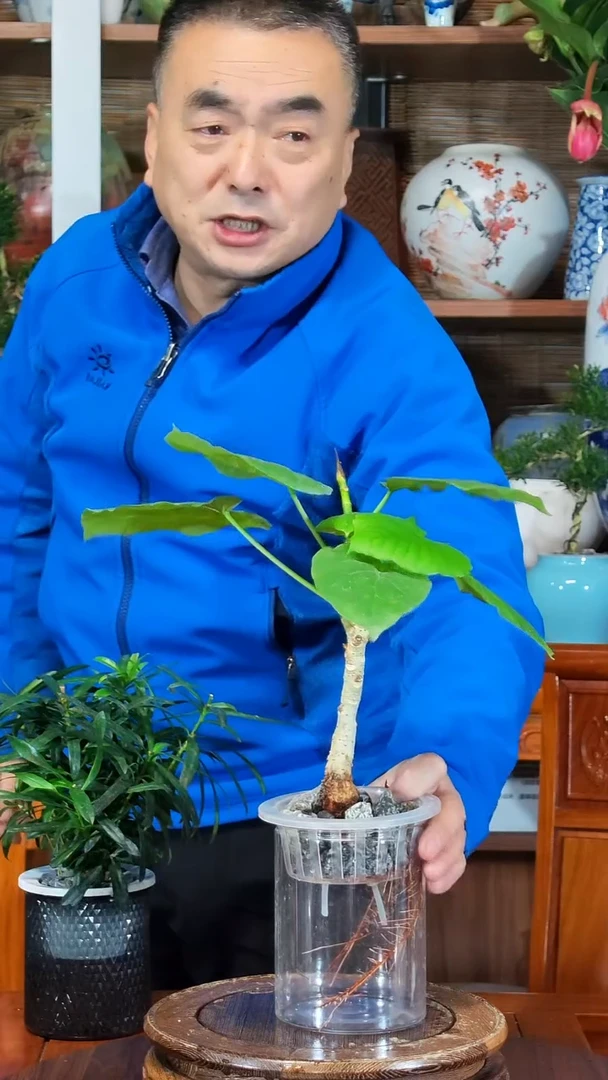 全部花苞先****嘿水之韵水培爱心榕