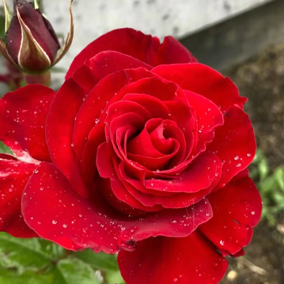 【红夫人】大花四季灌木