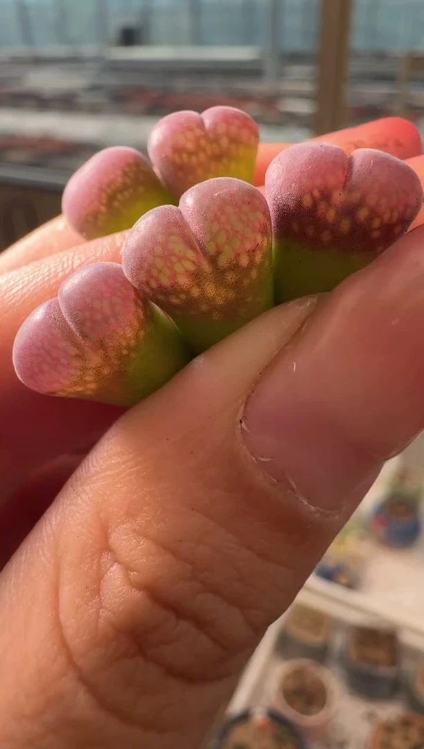 29-69多肉植物肉锥c10一颗