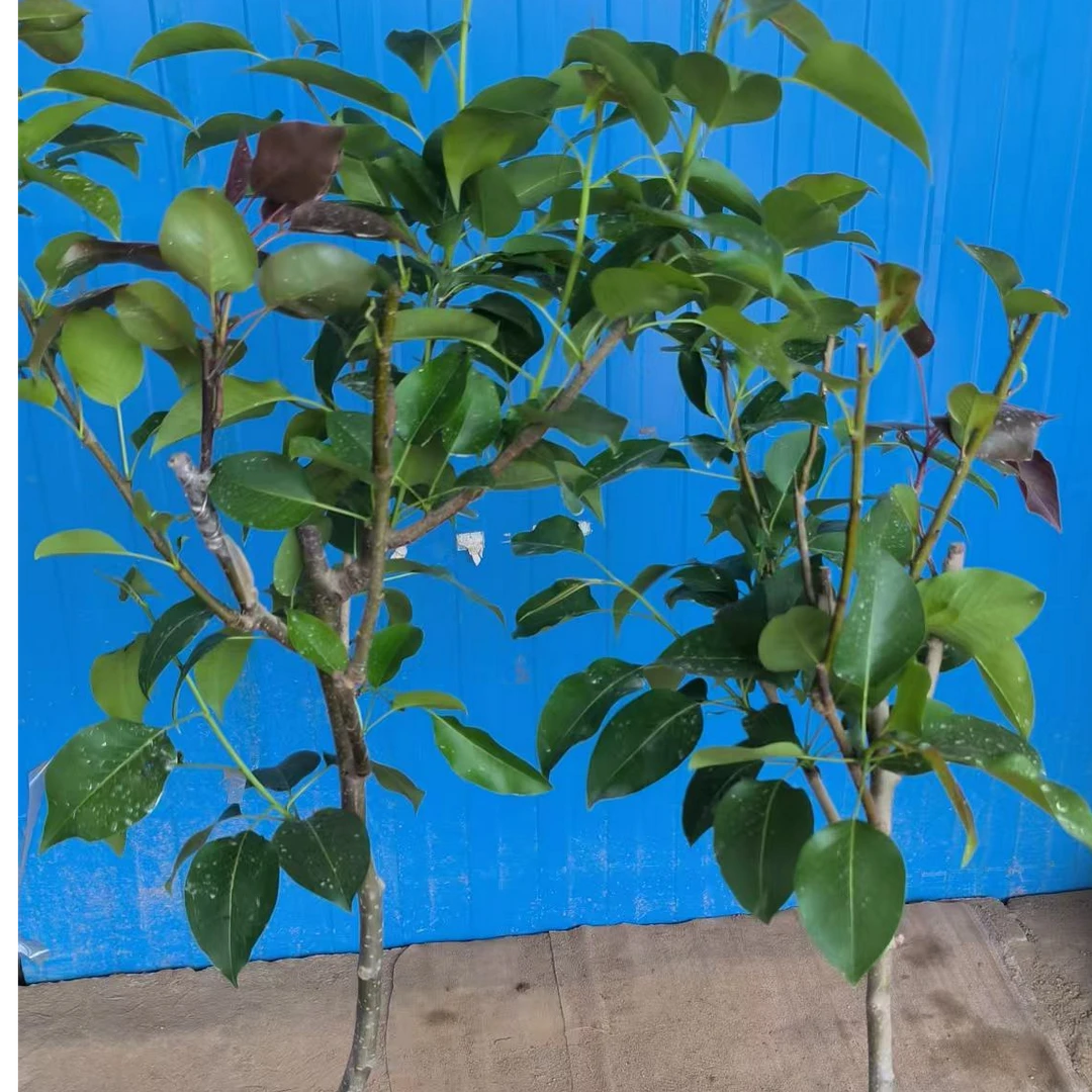 盆栽绿植地栽一树多品种秋月彩虹青皮梨无花果树生长