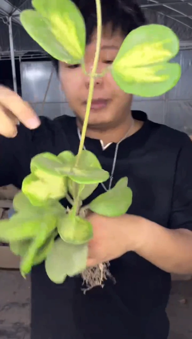 母本 心叶球兰 内锦【带根】