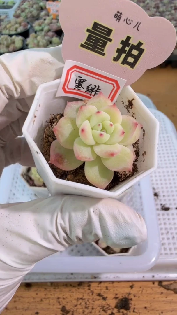 寒绯八角杯1盆 单双混 量拍混发