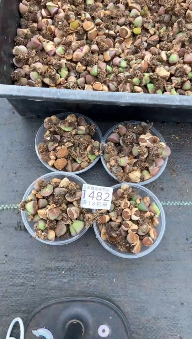 1482特价散装紫勋有疤瑕疵发货1盒量拍
