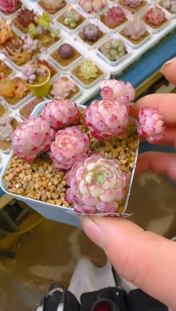 【闪购商品】福—484—仙农（小红包）