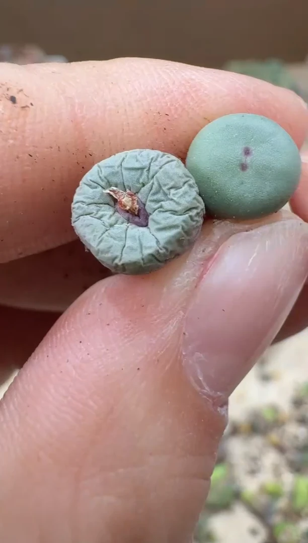 多肉植物肉锥16-432