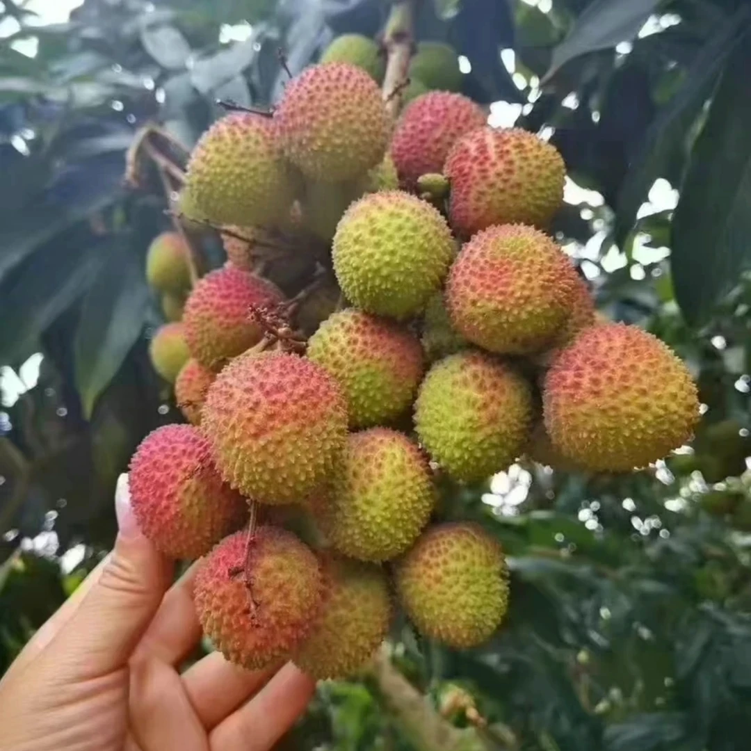 【新疆包邮】海南妃子笑荔枝 皮薄肉厚，水分足