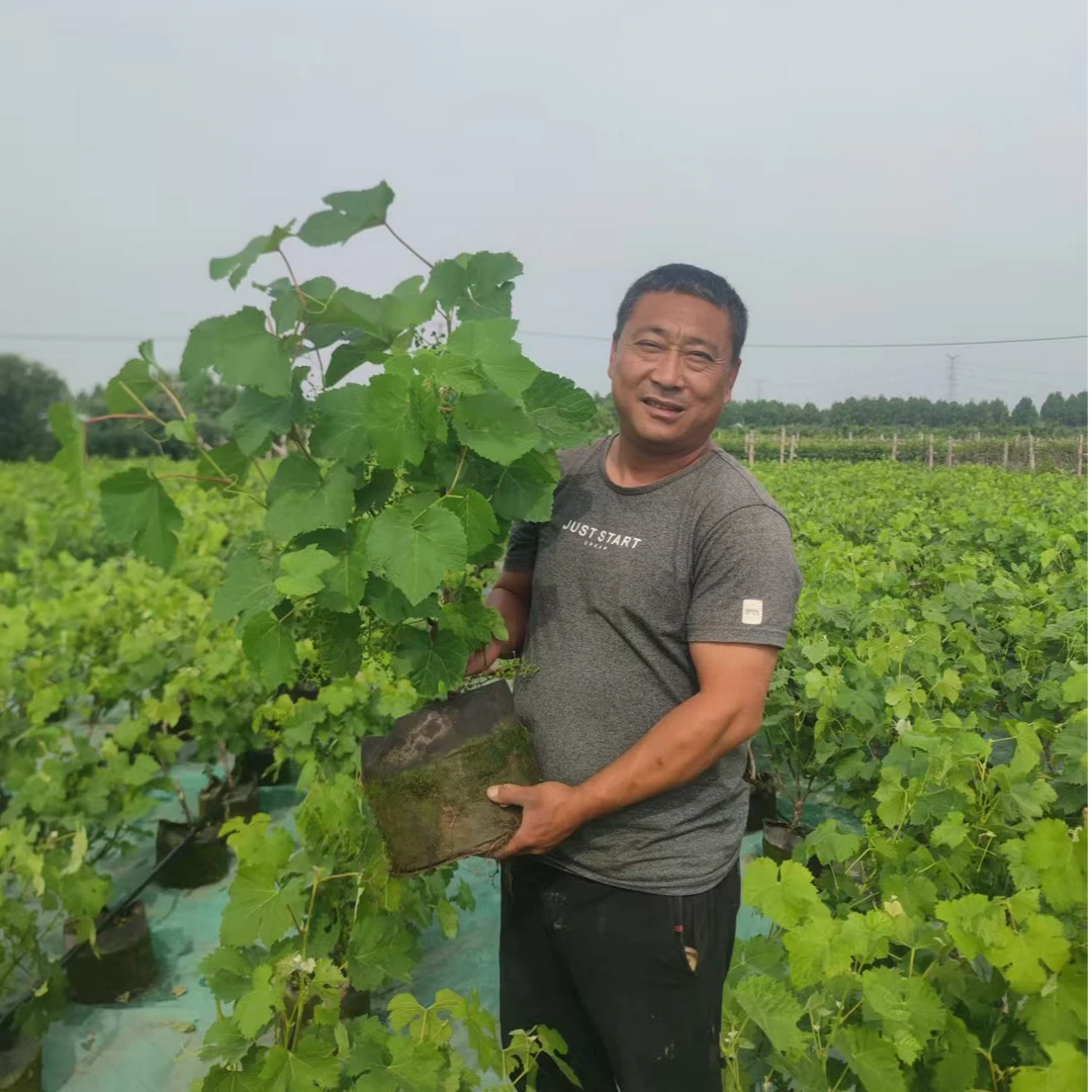 【带果发货】优质葡萄树苗基地直发果树苗盆栽地栽室内外南北方种植
