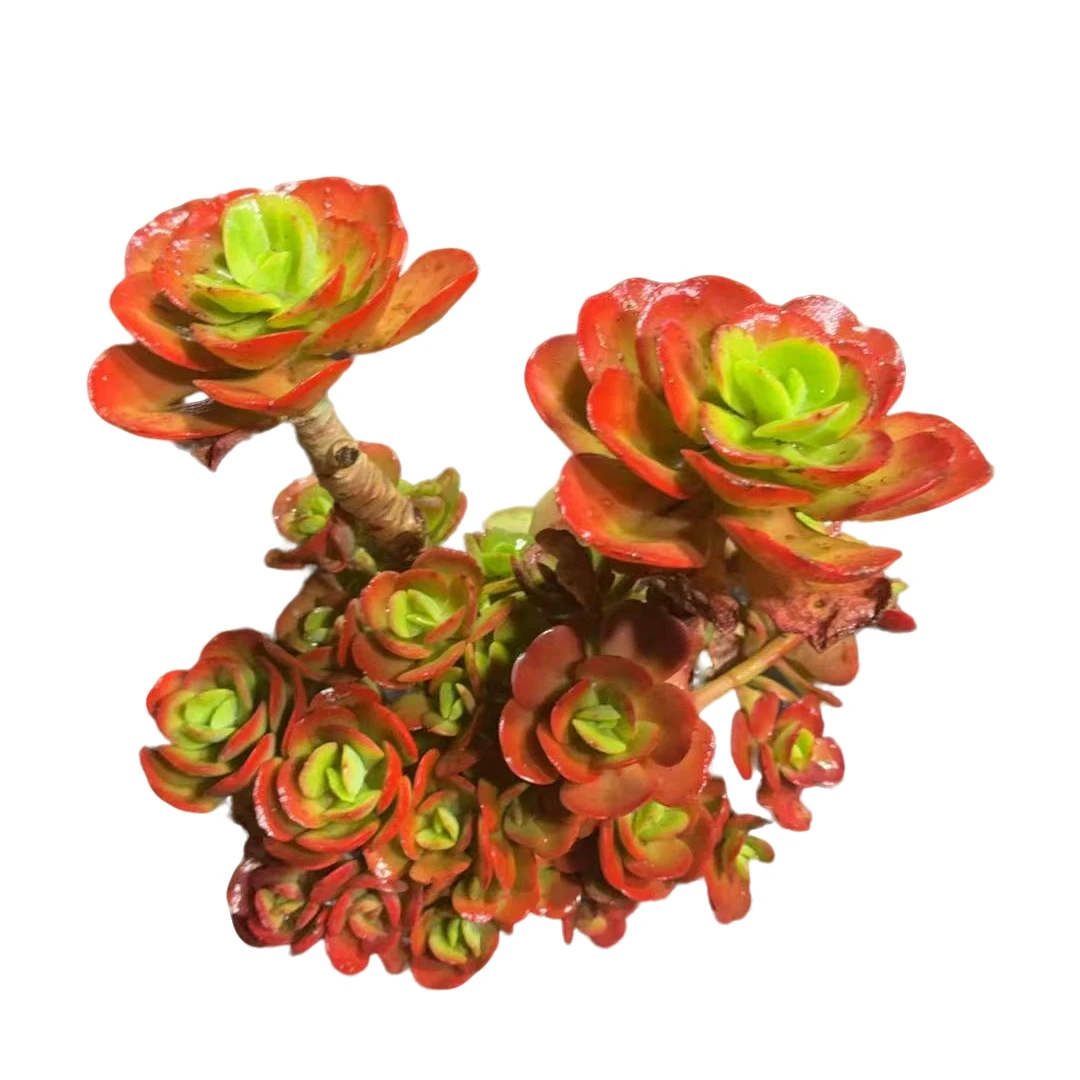 精品多肉   红梅（拍一发二）