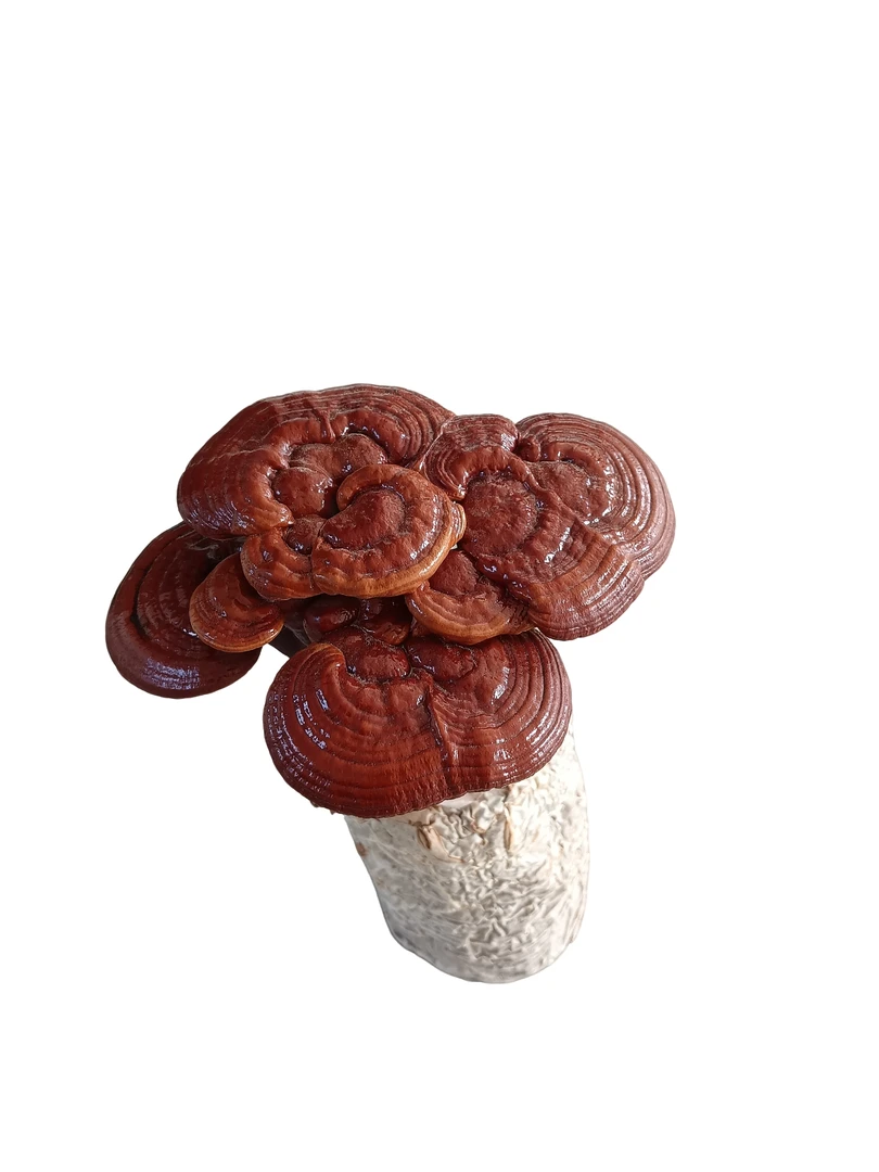 单一层营养包盆景