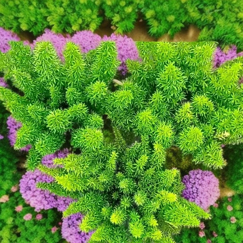 狐尾天门冬盆栽大苗庭院阳台四季常青耐热好养绿植绿植盆栽花卉