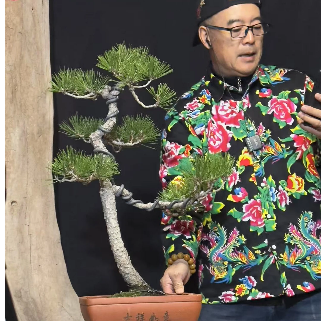 小黑松小黑松福利价崖柏小黄杨随便拍不发货