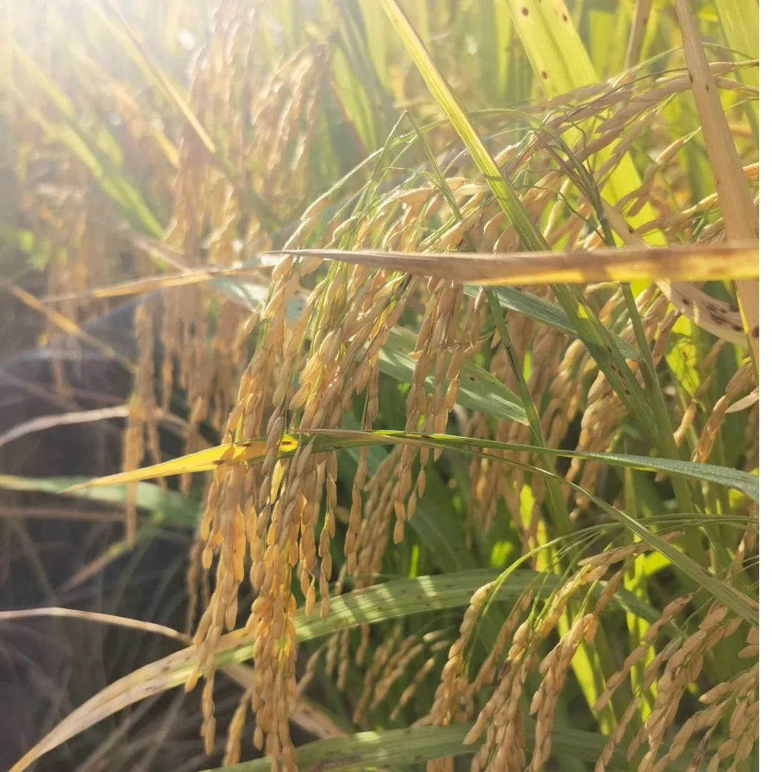 乡下水稻种植大米