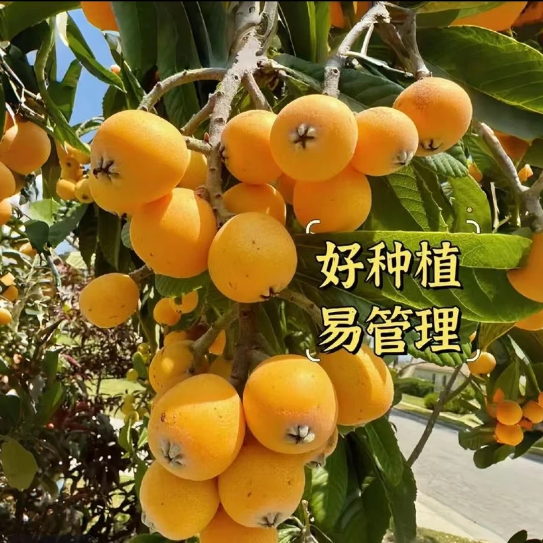 枇杷树苗嫁接大五星枇杷苗果子大汁水多盆栽地栽广西发货