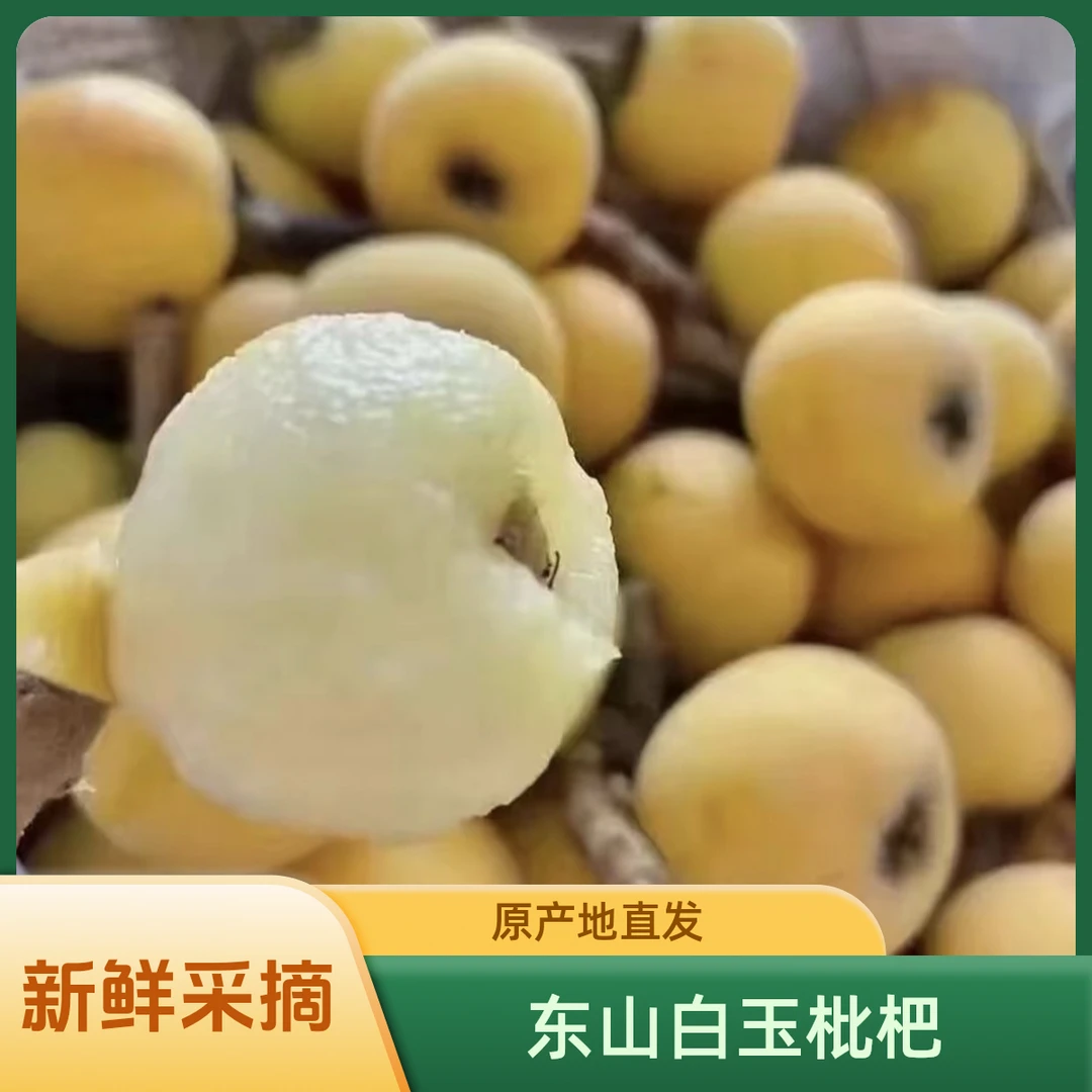【热卖大果】苏州正宗东山白玉枇杷 新鲜采摘 现摘先发 皮薄肉厚