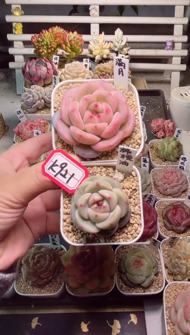 【闪购商品】K921满月和橄榄油一物一拍