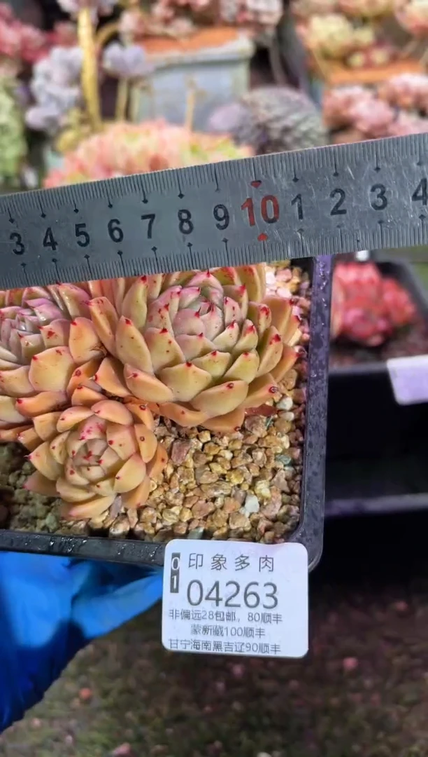 【闪购商品】04263