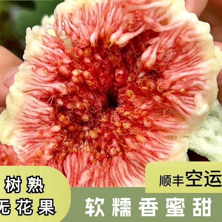 【顺丰空运】 云南红皮树熟无花果  树上自然成熟 果园现摘现发