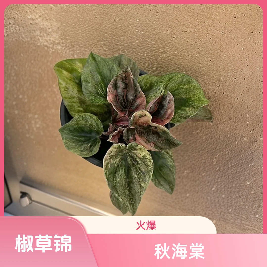 椒草锦 秋海棠热植 福利款不包叶损《两单包邮》