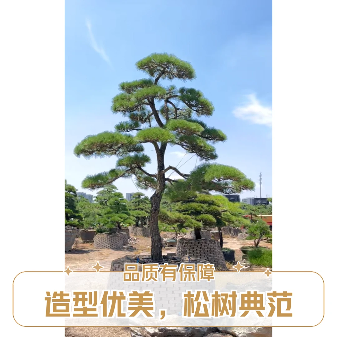 别墅庭院景观松园林绿化黑松迎客丛老桩地栽绿植基地上车价不包邮