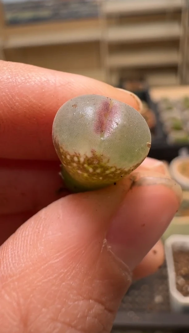 【闪购商品】2/4-77