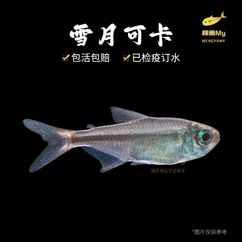 雪月可卡鱼 灯科鱼小鱼观赏鱼小型饲养混养活体水族