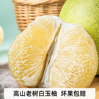 【奶糖柚】福建老树白玉柚平和蜜柚白金柚坏果包赔送开果器