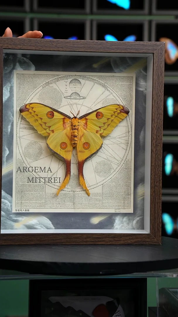 彗星尾大蚕蛾标本