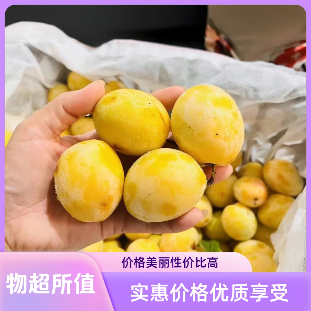 【顺丰黄金西梅】河南三门峡稀有西梅现摘现发香甜软糯应季新鲜水果