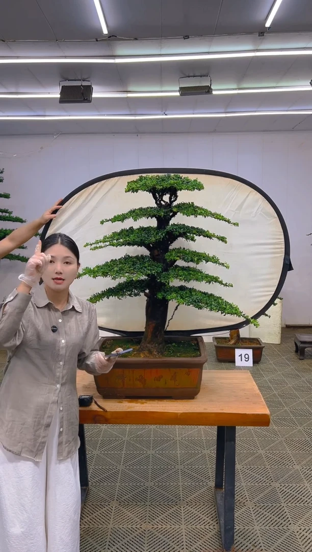 无花朵一物一拍一物一拍