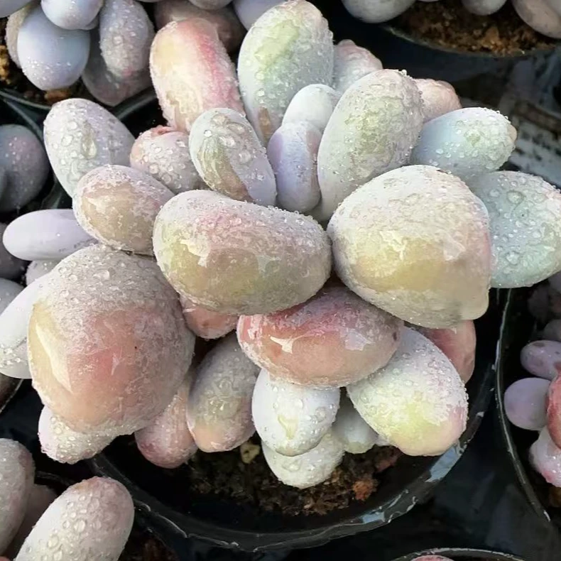 原始奶酪整桩无砍多头群（7cm）脱土金先生精品多肉