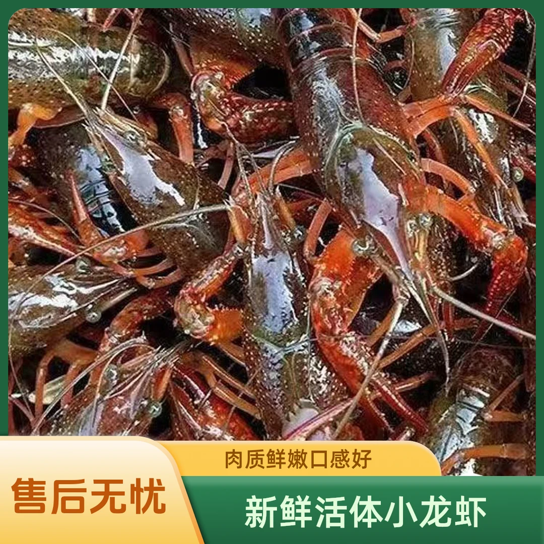 鲜活小龙虾小龙虾鲜活批发小龙虾现捕现发包活到家