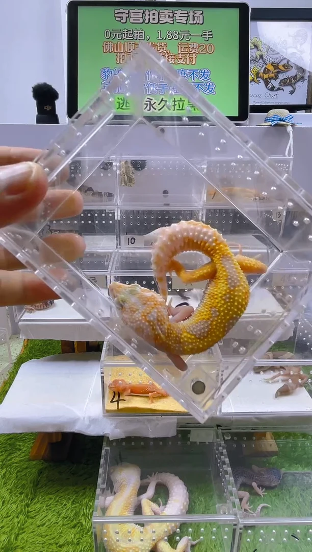 豹纹守宫豹纹守宫肥尾遛弯尾苗子亚成成体