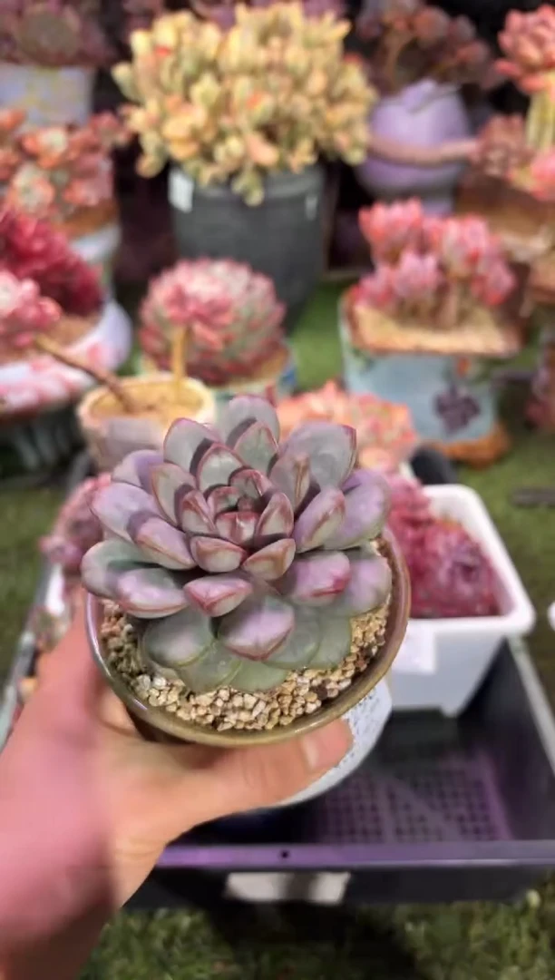 【闪购商品】02290