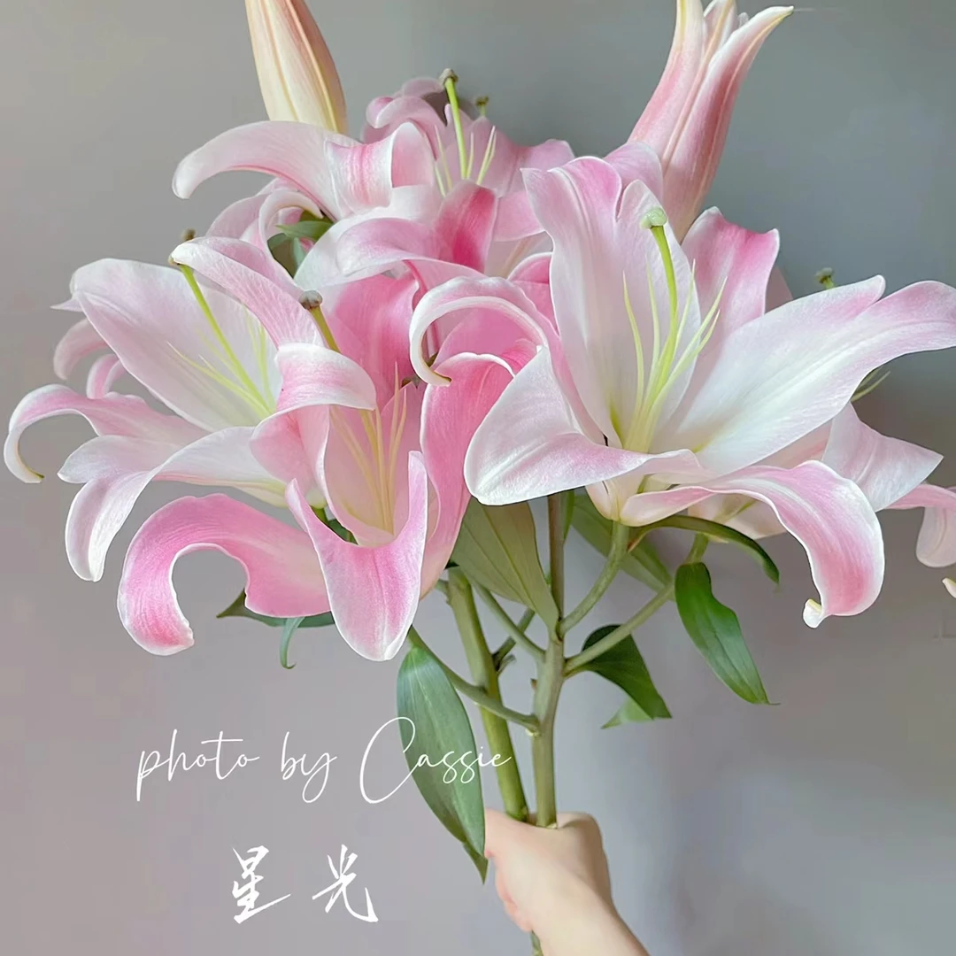 星光圆舞曲 甜香香水百合 东北鲜花原产地直采直发 顺丰包邮