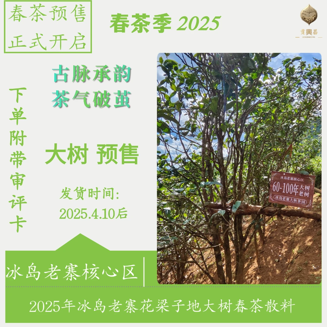 【春茶预售】2025年 冰岛老寨核心区 花梁子地 大树春茶 散料 预售