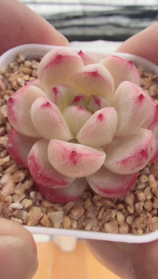 东云多肉园新款-15