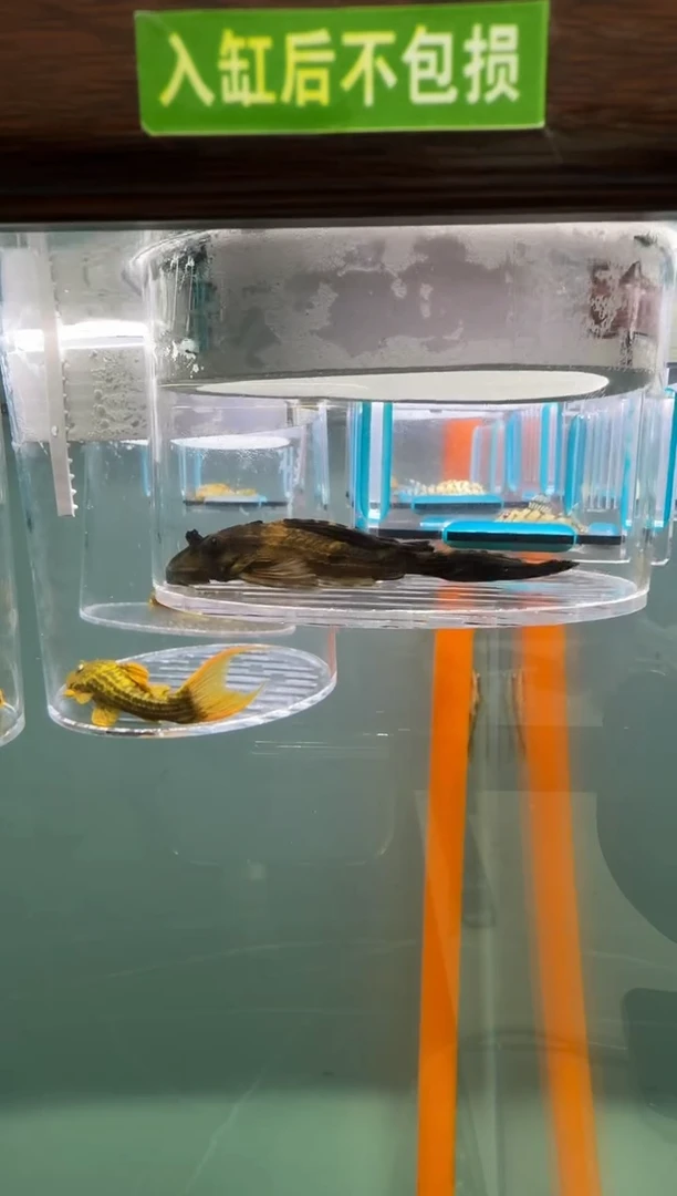 清道夫鱼124号鳄鱼入缸不包损录制完整开箱视频8.5厘米