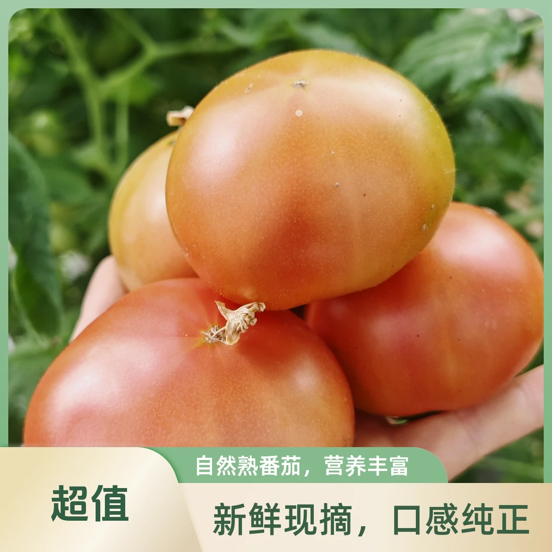 幼儿园同款|生吃西红柿|400g现采现摘新鲜北京市