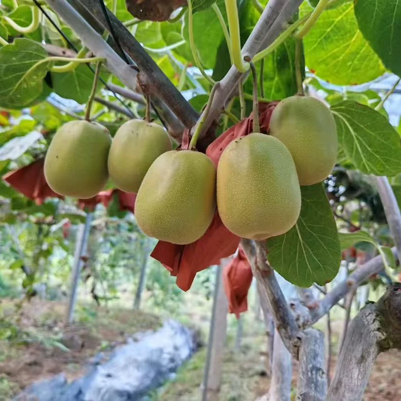 四川苍溪红心猕猴桃当季新鲜应季水果（偏远地区邮费另计）