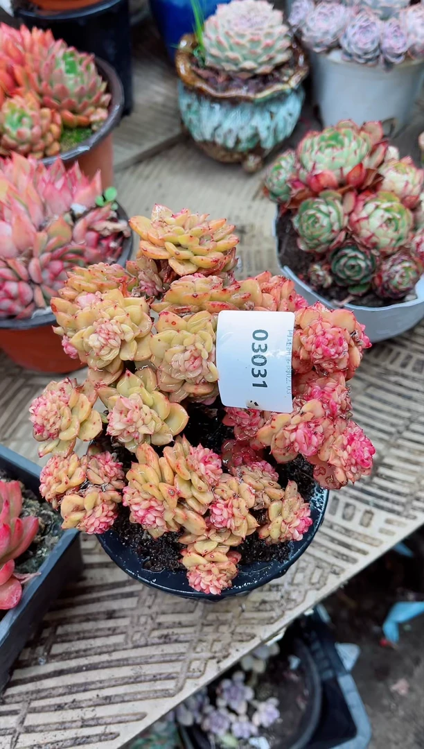 【闪购商品】03031