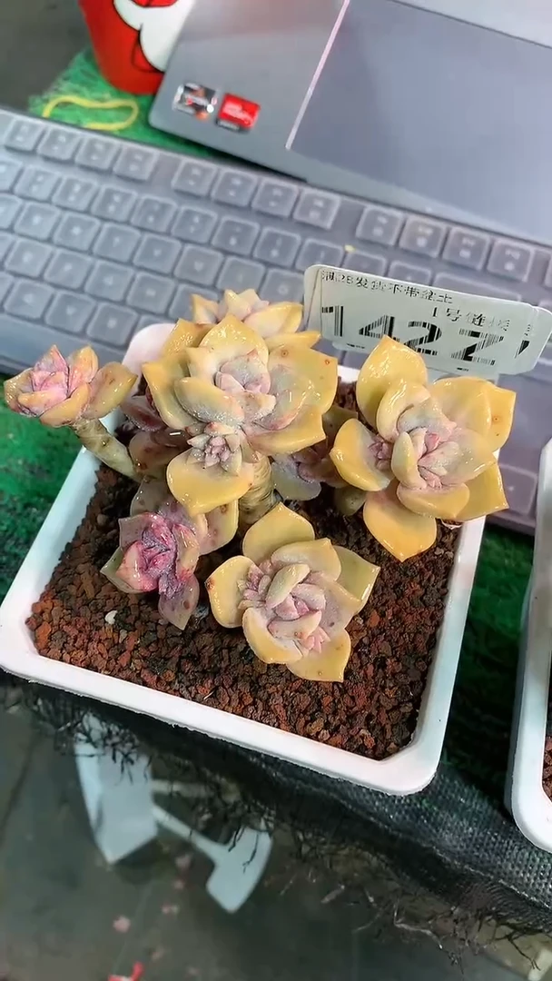 【闪购商品】142ZZZ
