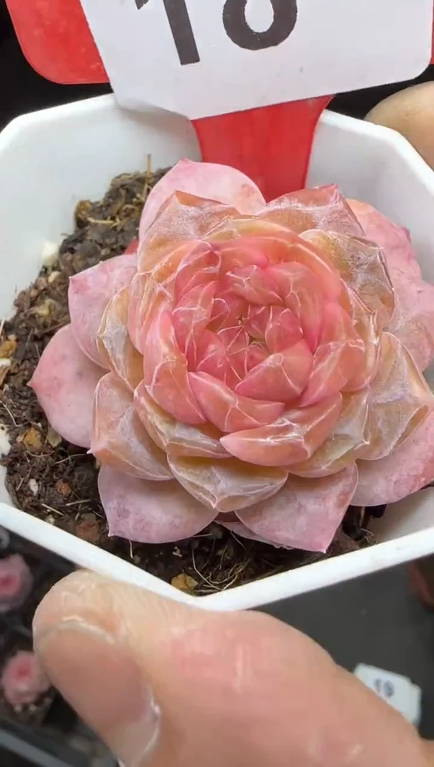 【闪购商品】一物一拍0213—18