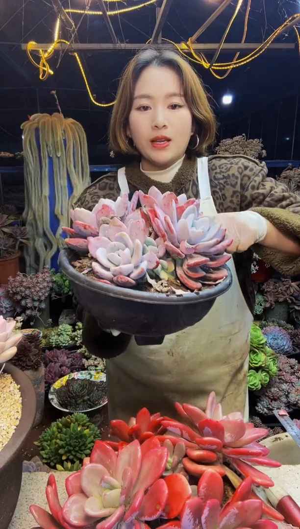 宫**?粉兔两颗一物一拍