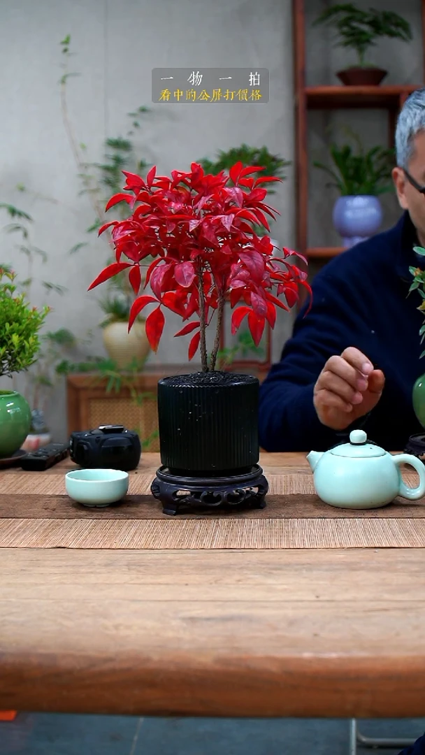 完全开放7****猫南天竹036