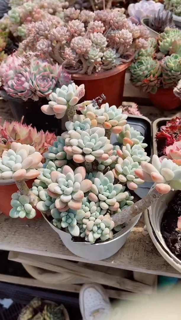 【闪购商品】12241