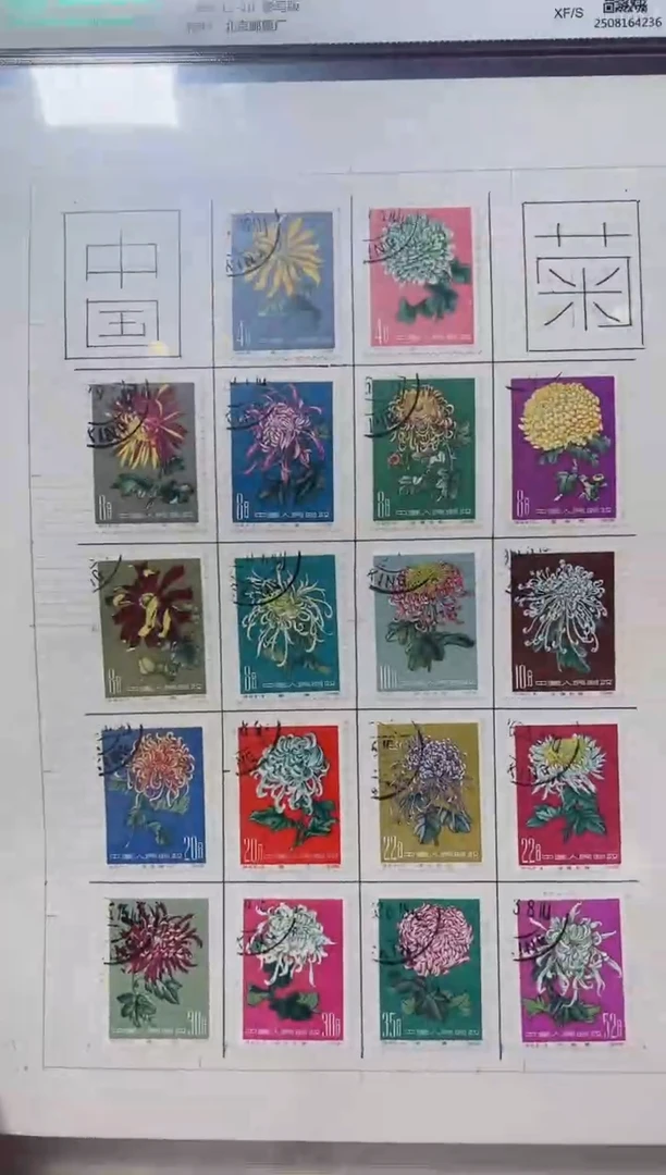 菊花盖销评级鉴定封装